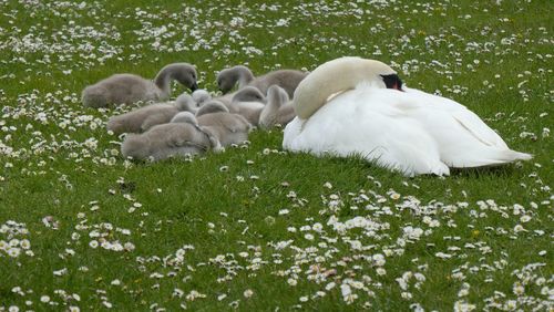 White swan in a lake