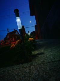Plants growing on street