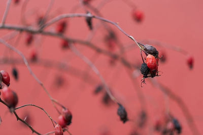 Close-up of insect on fruit