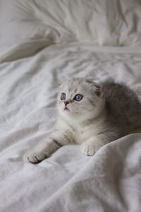 Close-up of cat lying on bed at home