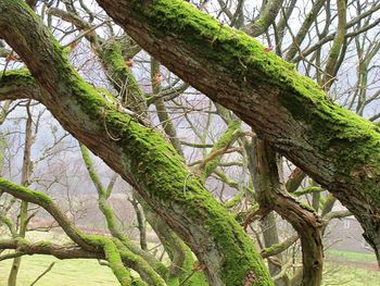 Low angle view of lizard on tree against sky