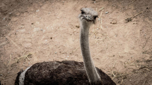 Close-up of ostrich