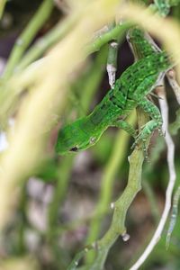 Close-up of lizard on leaf