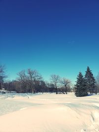 Trees on field against clear blue sky during winter