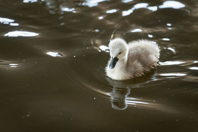 Swan swimming in lake