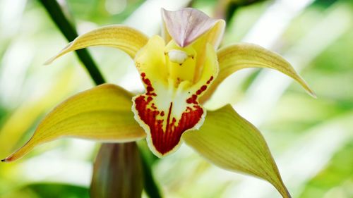 Close-up of yellow lily