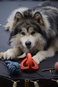 Close-up portrait of dog relaxing on ball