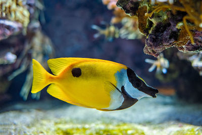 Foxface rabbitfish siganus vulpinus fish underwater in sea