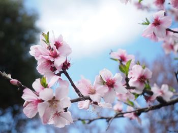 Low angle view of cherry blossom tree