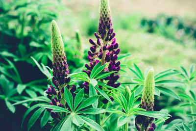 Close-up of purple flowering plant