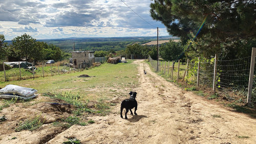 Rear view of horse on dirt road amidst field