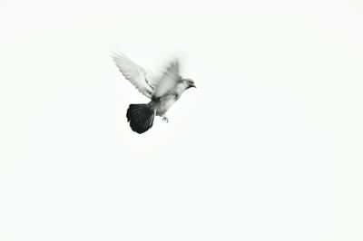 Low angle view of bird flying in sky