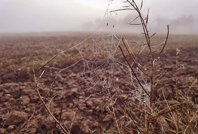 Close-up of dry plant on field against sky