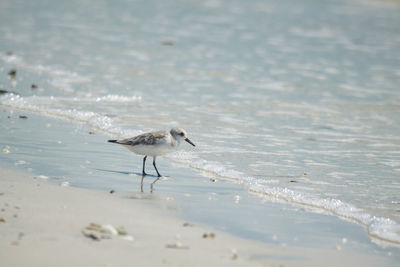 Bird on beach