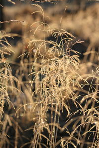 Close-up of wilted plant on field