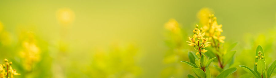 Close-up of crops growing on field