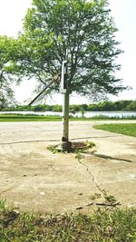 Trees on grassy field