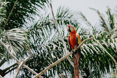 Low angle view of parrot perching on tree