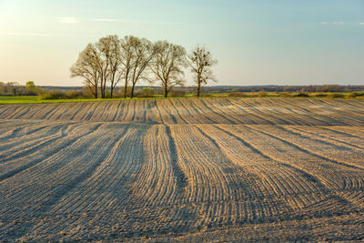 Plowed field and trees without leaves on the horizon