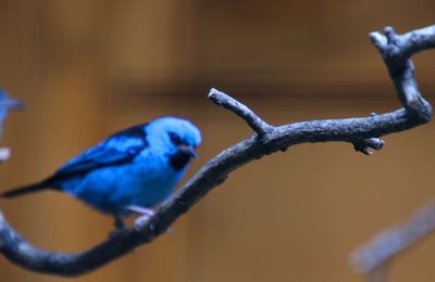 Close-up of bird perching on branch