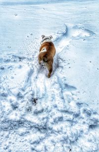 High angle view of dog on snow covered land