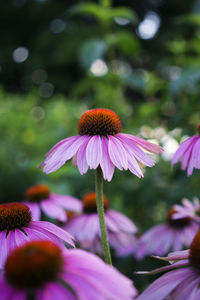 Close-up of pink flower