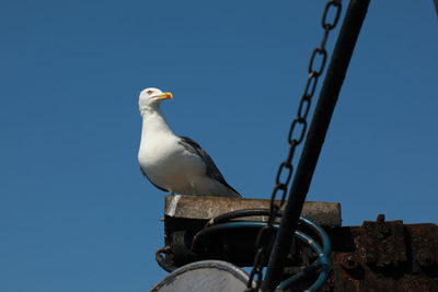 Low angle view of seagull perching on metal against clear sky
