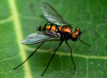 Close-up of insect perching on leaf