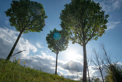 Low angle view of trees on field against sky