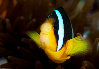 Close-up of fish swimming in sea