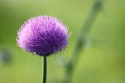 Close-up of purple thistle flower