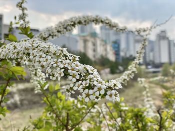 Close-up of white flowering plant against sky