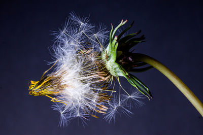 Close-up of dandelion on plant, dandelion seed 