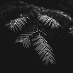 Close-up of pine tree leaves