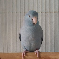 Close-up of pigeon perching on table