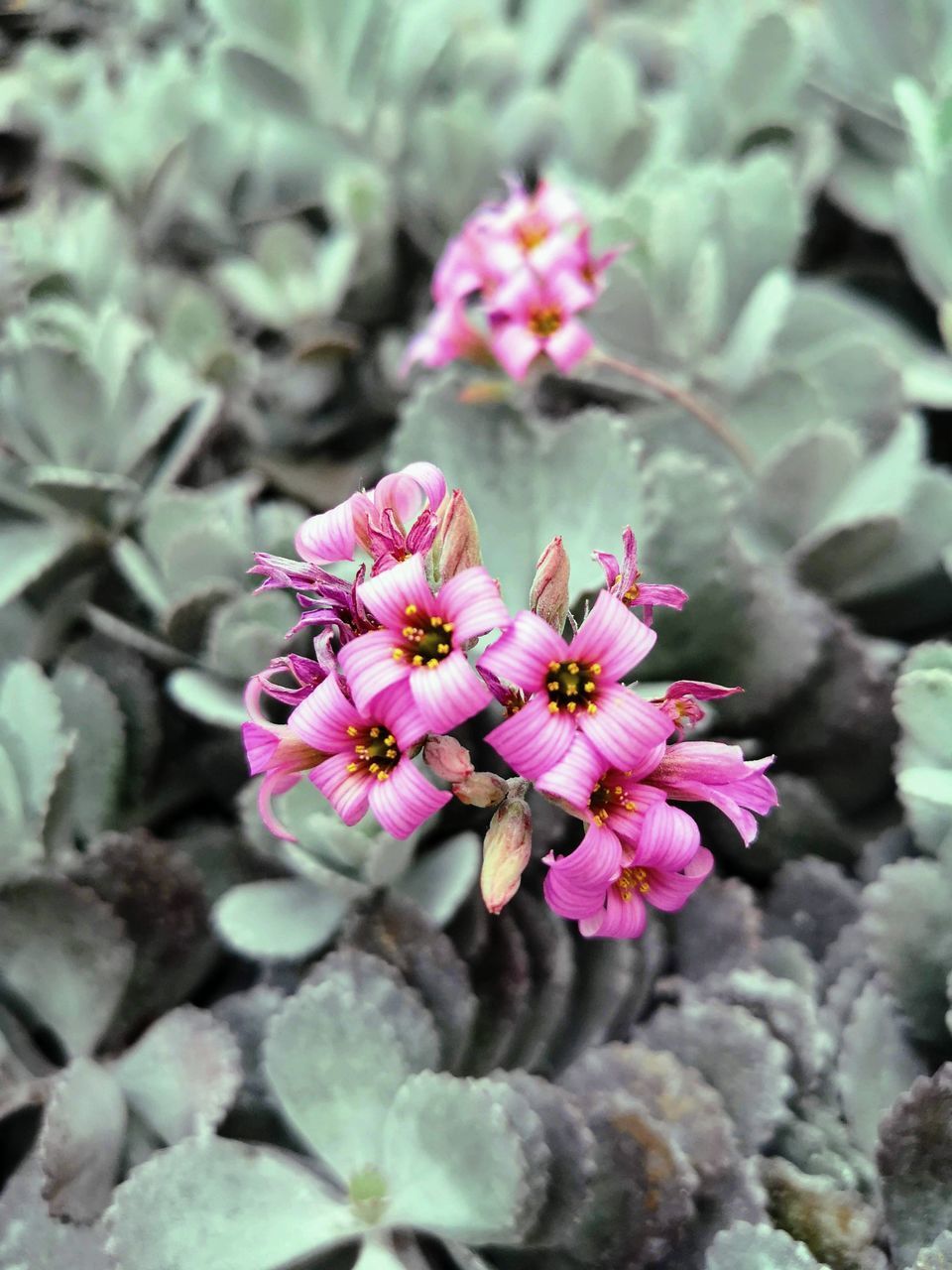 CLOSE-UP OF PINK FLOWER