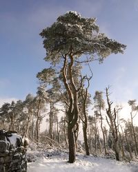 Trees on snow covered field against sky