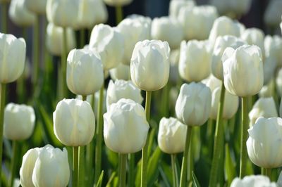 Close-up of white flowers