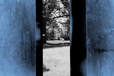 Trees and building seen through window