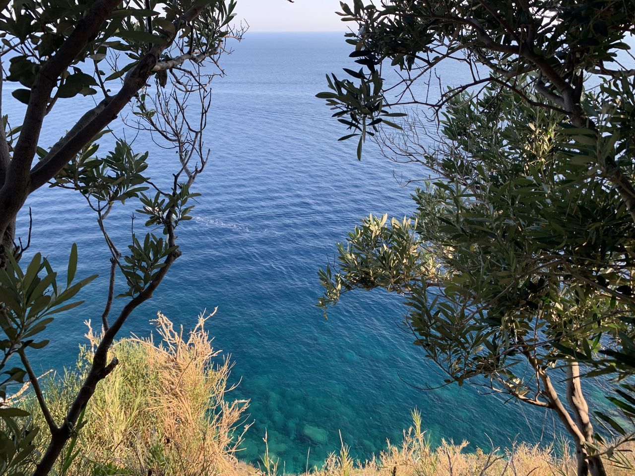 HIGH ANGLE VIEW OF PLANTS BY SEA