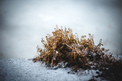 Close-up of frozen plant on field during winter