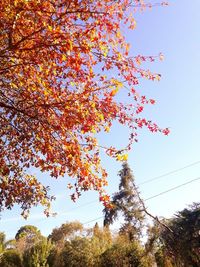 Low angle view of trees against sky during autumn