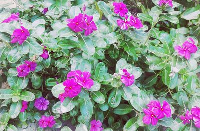 Close-up of pink flowers blooming outdoors