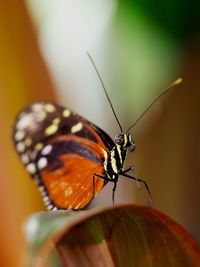 Close-up of butterfly perching on plant