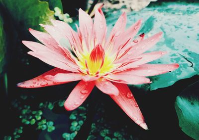 Close-up of wet flower blooming outdoors