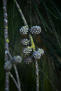 Close-up of purple flowering plant