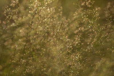 Close-up of plants