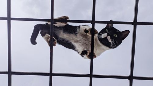 View of a cat in cage