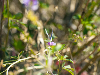 Close-up of honey bee on flower blooming outdoors