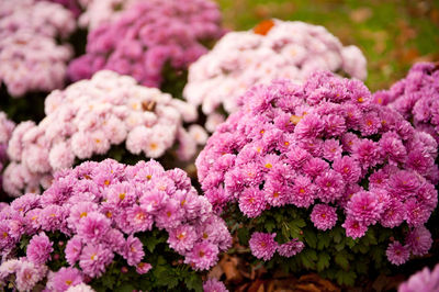 Close-up of pink flowers